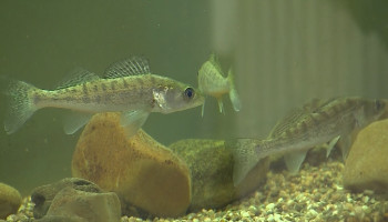 Inagro gooit aquacultuur over een andere boeg