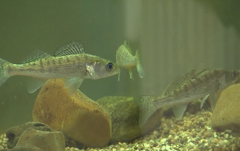 Nieuw Interreg-project sluit kringloop tussen aquacultuur, insecten- en plantenteelt