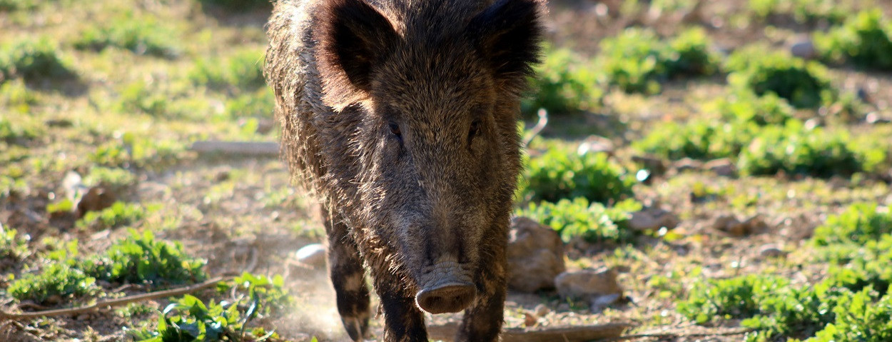 everzwijn-varkenspest-wildvarken-avp-1250