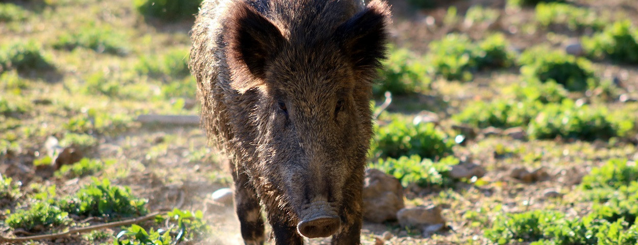 everzwijn-varkenspest-wildvarken-avp-1250