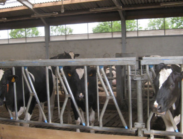 Boerenbond lanceert actieprogramma voor melkveehouderij