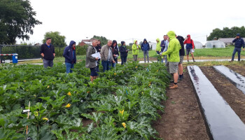 Inagro test biologisch afbreekbare mulchfolies