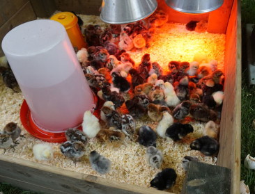 Overbevolking opleiding diergeneeskunde hoog op agenda