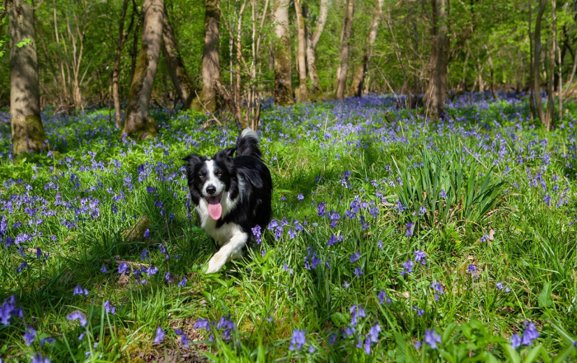 Bijna één op de tien honden loopt in natuurgebieden niet aan de leiband