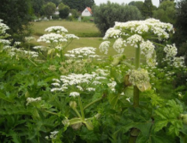 Oost-Vlaanderen bestrijdt reuzenberenklauw