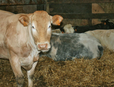 EU zet licht op groen voor nieuwe zoogkoeienpremie