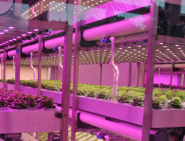 Urban Crops opent grootste Europese verticale boerderij