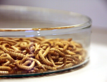 Aardappeloverschot als fastfood voor meelwormen, maar regels houden het tegen