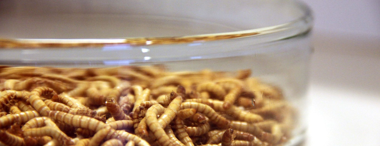 Meelwormen_ Frooninckx&Noyens