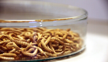 Aardappeloverschot als fastfood voor meelwormen, maar regels houden het tegen