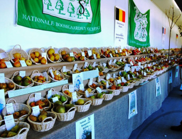 Europom in Bilzen wordt het walhalla voor pomologen