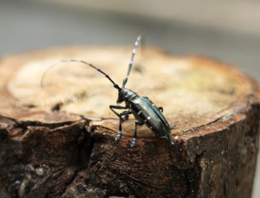 Burgers kunnen plantenziekten melden in nieuwe app