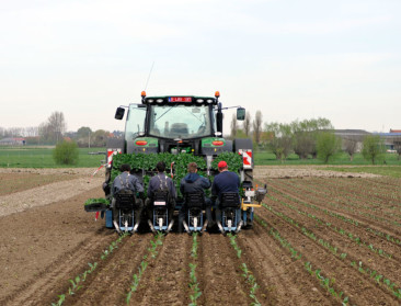 Minder aardappelen en vollegrondsgroenten in Vlaanderen