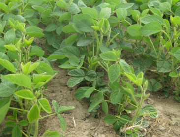 BASF koopt ggo-technologie van Bayer