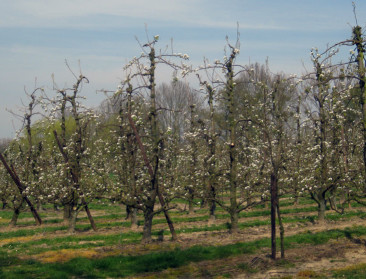 14 juli deadline voor vaststelling schade nachtvorst
