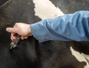 Nieuwe dierziekte rukt op in veehouderij, DGZ ongerust over 2025