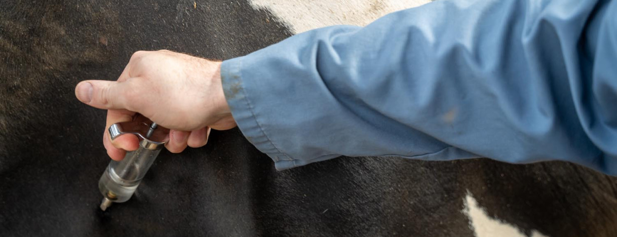 Ontstekingsremmers om de overlast door blauwtongvirus te verminderen