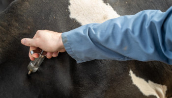 Nieuwe dierziekte rukt op in veehouderij, DGZ ongerust over 2025