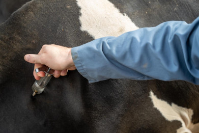 Ontstekingsremmers om de overlast door blauwtongvirus te verminderen