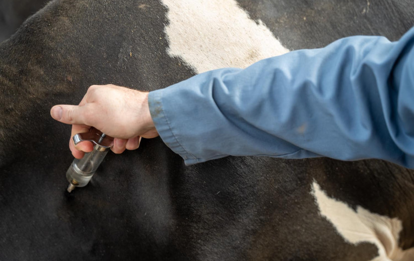 Nieuwe dierziekte rukt op in veehouderij, DGZ ongerust over 2025