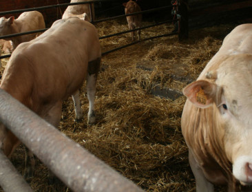 Veehouder die code rood kreeg van ANB getuigt op Radio1