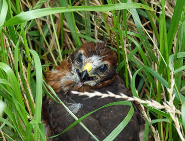 ANB beloont opnieuw landbouwers die broednesten beschermen