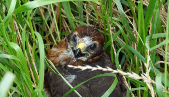 ANB beloont opnieuw landbouwers die broednesten beschermen