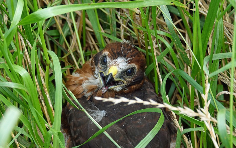 ANB beloont opnieuw landbouwers die broednesten beschermen