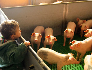 Stoutste dromen worden werkelijkheid in varkenshouderij