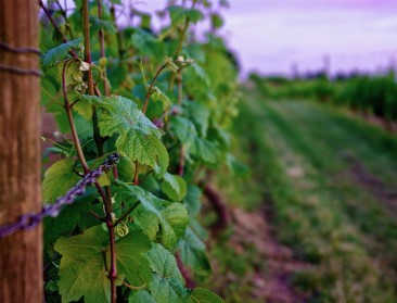 Experimentele wijngaard in Flémalles moet sector voorbereiden op de toekomst
