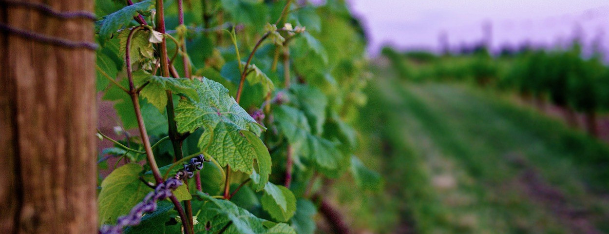 wijngaard-wijnbouw-druivenrank-1280