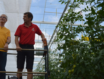 Geert Bourgeois wordt voor één dag tomatenkweker