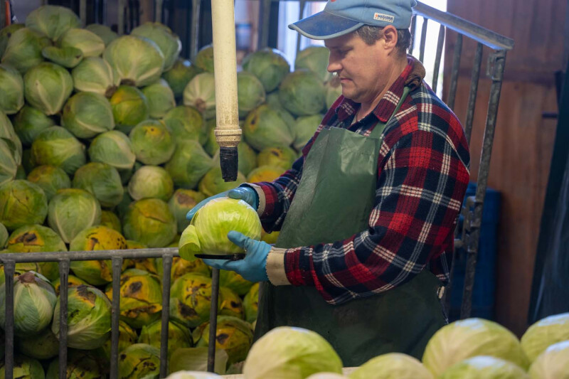 Witte kool klaarzetten voor levering