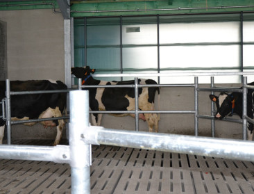 Commissie verfijnt het plan voor melkproductiebeperking