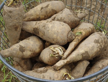 Onderzoekers ontwikkelen cichorei met 20% meer inuline