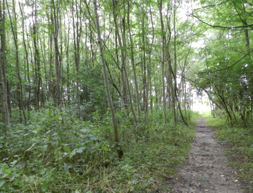 Vlaanderen beschermt 12.262 ha zonevreemd bos