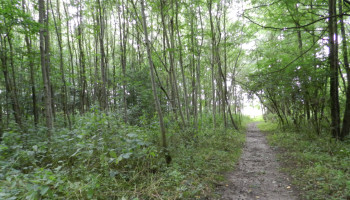 Ruim acht hectare nieuwe buurtbossen, lokale besturen kunnen meer kansen grijpen