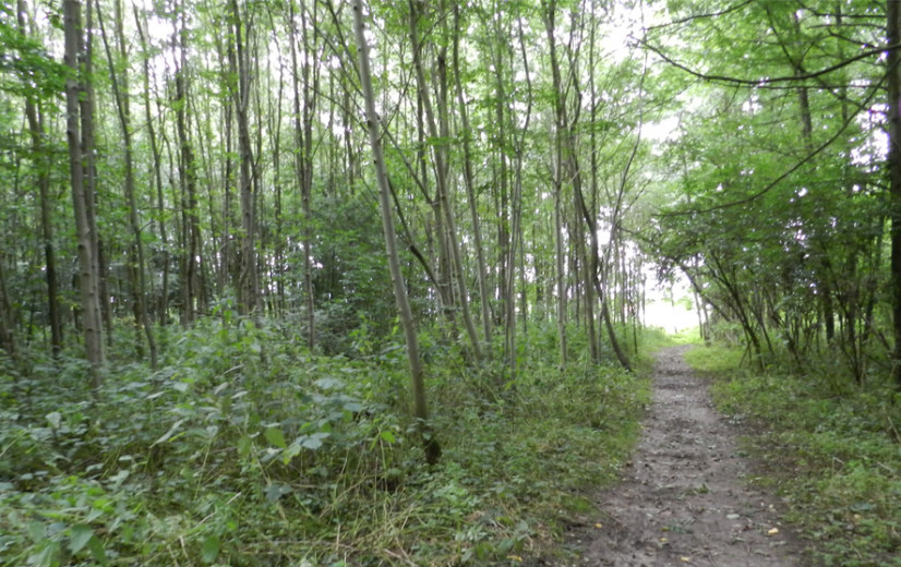 Ruim acht hectare nieuwe buurtbossen, lokale besturen kunnen meer kansen grijpen