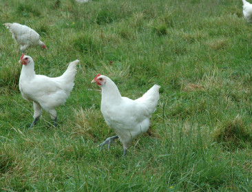 Na bijna een jaar opnieuw vogelgriep in Nederland