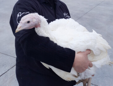 Weyts pakt uit met nieuwe dierenwelzijnsregel voor kalkoenen, maar die zorgen voor wrevel bij de sector