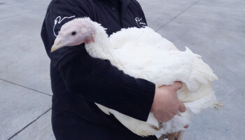 Weyts pakt uit met nieuwe dierenwelzijnsregel voor kalkoenen, maar die zorgen voor wrevel bij de sector