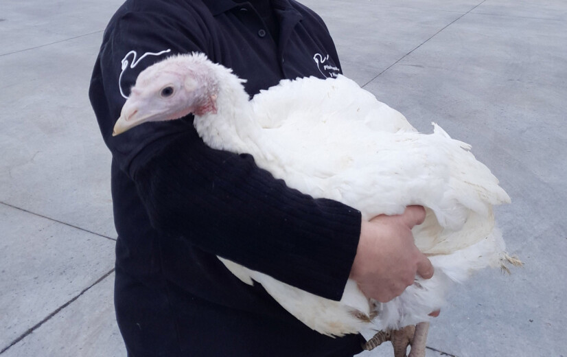 Weyts pakt uit met nieuwe dierenwelzijnsregel voor kalkoenen, maar die zorgen voor wrevel bij de sector