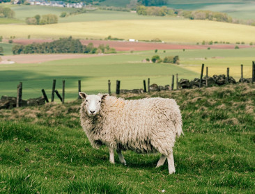 Eerste blauwtonginfectie in Verenigd Koninkrijk
