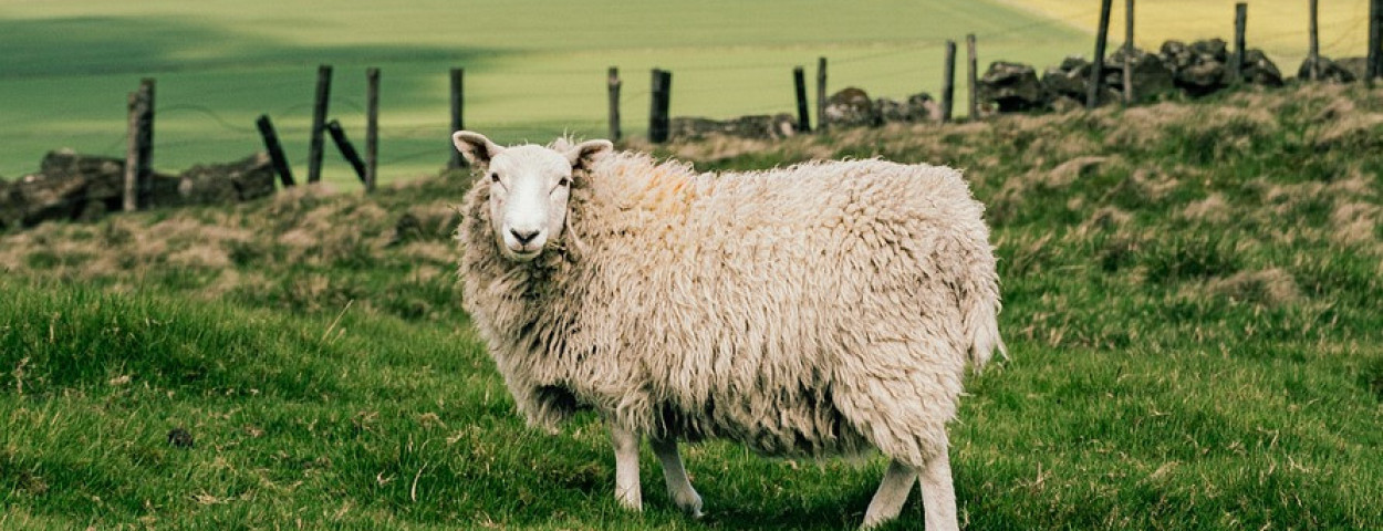 scotland-7264042_1280