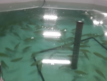 Twee miljoen euro van Europa voor aquaponics