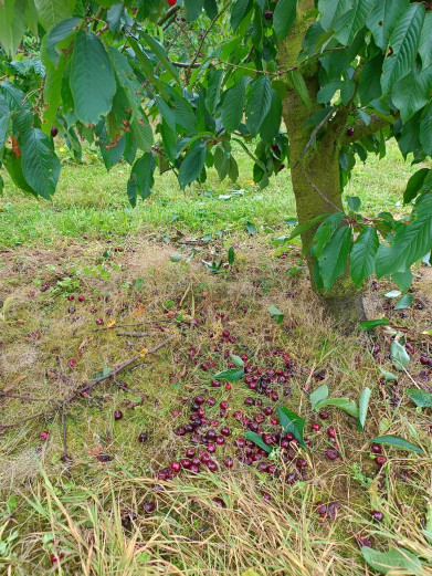 gebarste kersen3