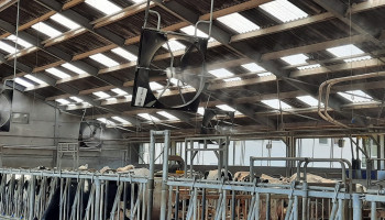 Hooibeekhoeve onderzoekt optimale bescherming tegen melkveehittestress