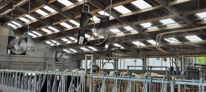 Melkvee verkoeling ventilator klimaatadaptatie - provinciaal onderzoekscentrum Hooibeekhoeve