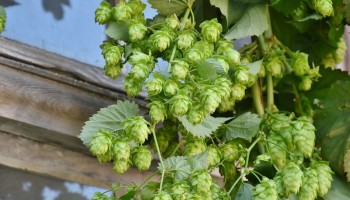 Veldverkenners: zelf bier brouwen met Belgische hop