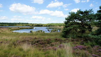 Kandidatuur nationaal park Kalmthoutse Heide op losse schroeven